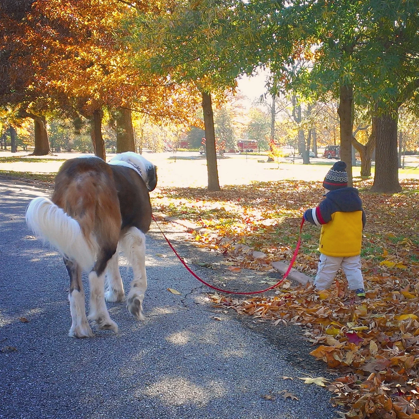 Our St. Bernard, HUmphrey, that we lost to bladder cancer last year. He was absolutely the best dog who ever lived.