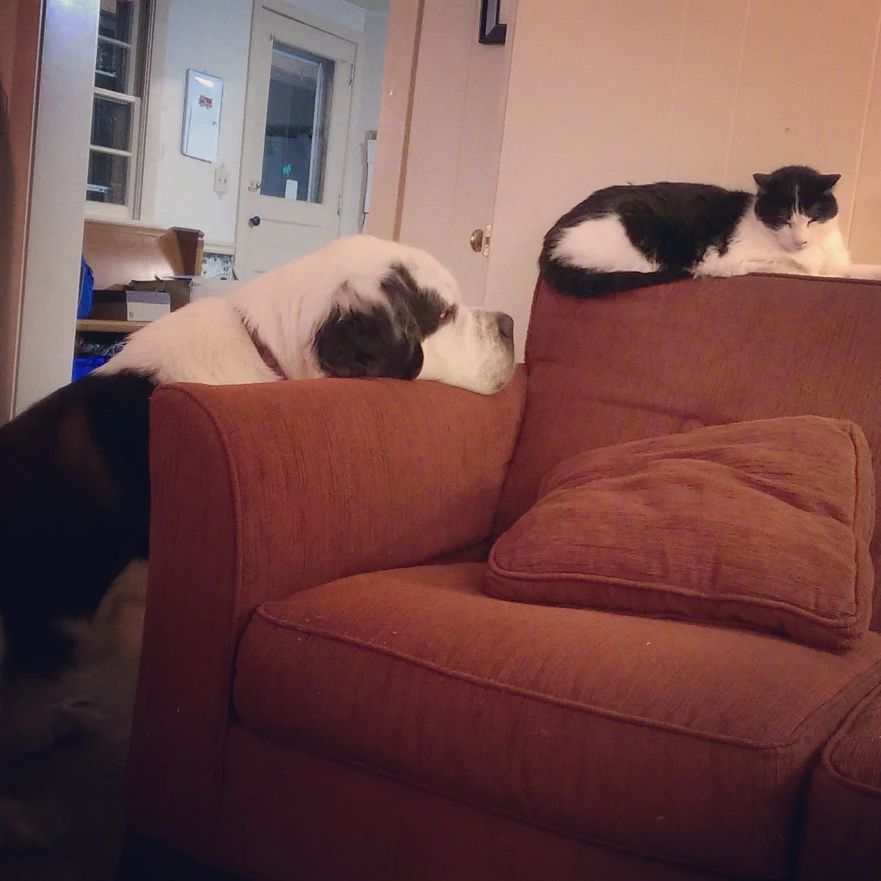 Boy Cat's lack of interest in interspecies friendships has never deterred his admirers.