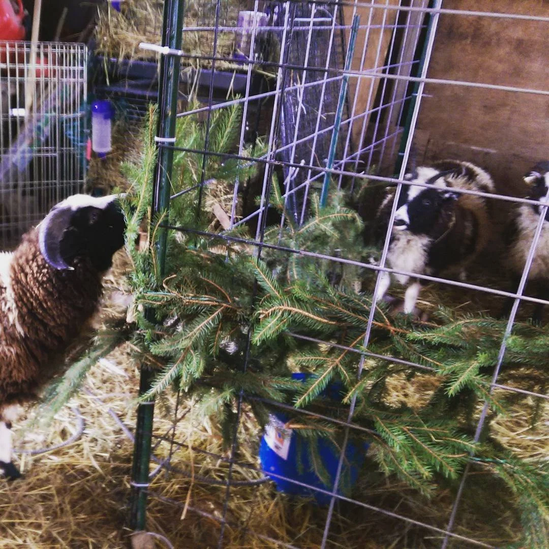 The sheep enjoying the Christmas greenery after the holidays were over.