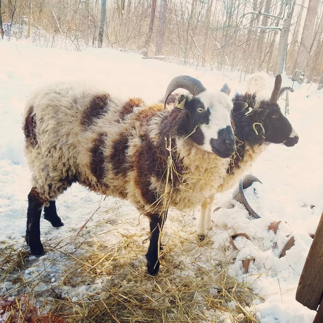 Dolly and Clover have been digging into the hay!