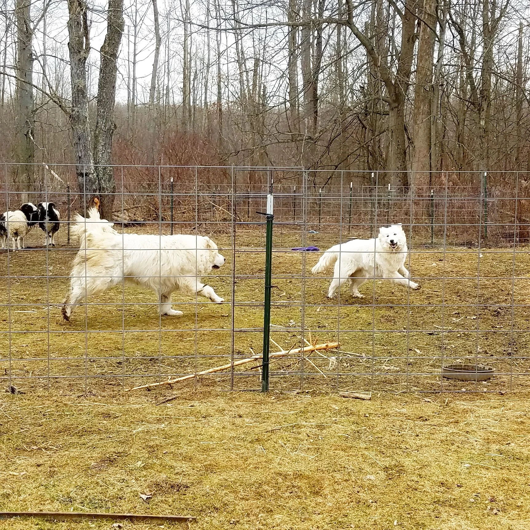 Livestock Guardians Lou and Skye having a frolic
