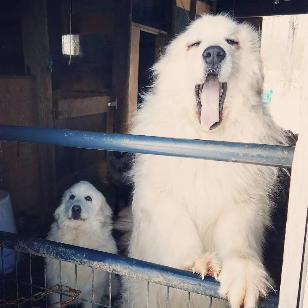 Skye and Lou, the livestock guardian dogs