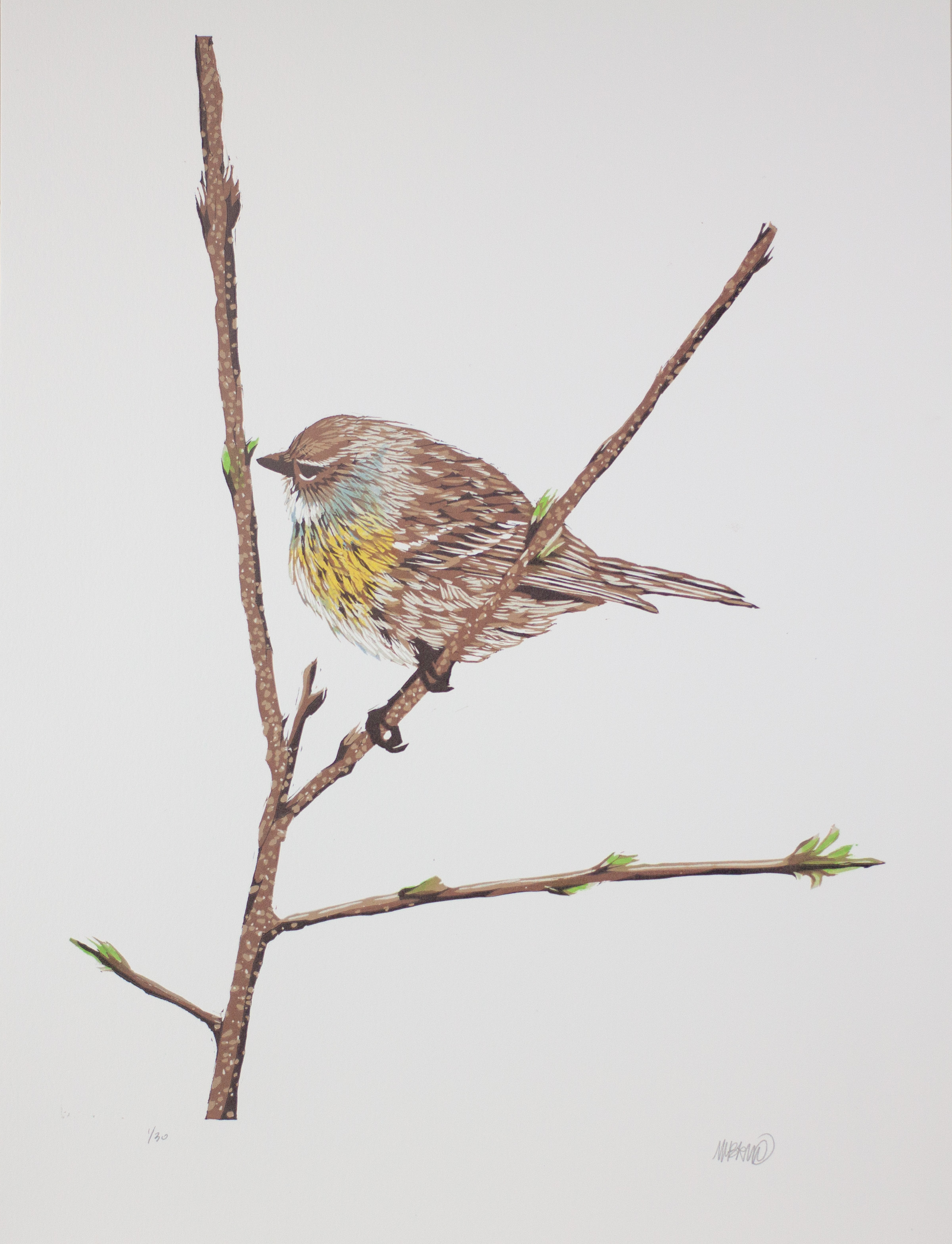 Warbler_1.jpg