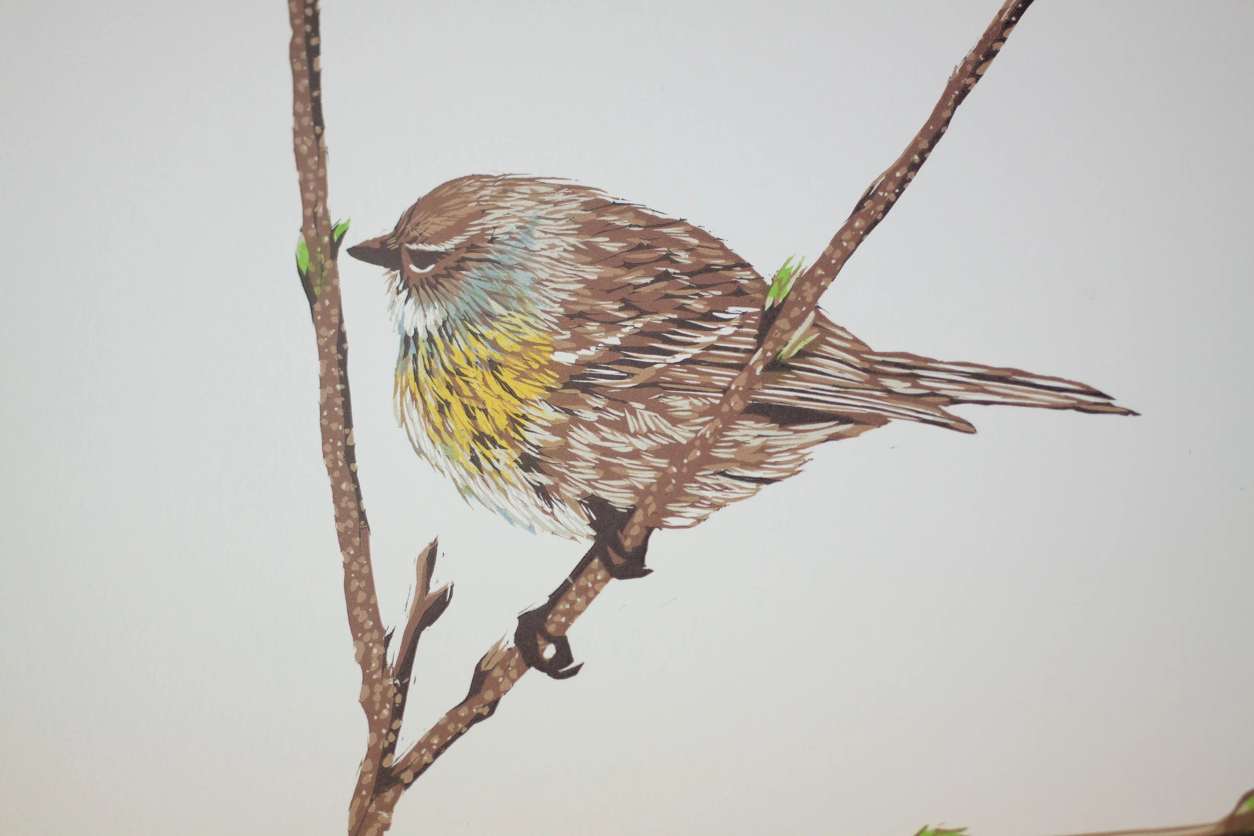 Warbler_4.jpg
