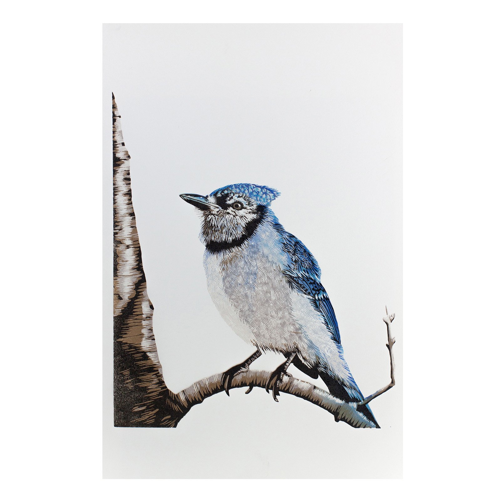 BlueJay2_SQ.jpg