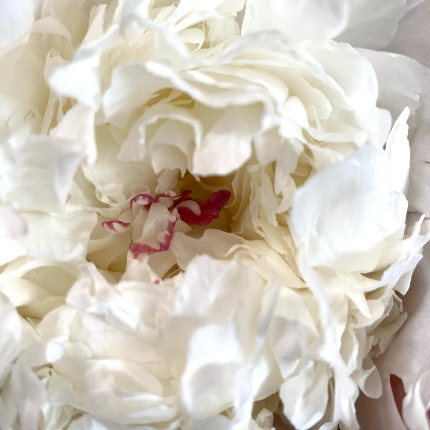 Oh these peonies! Fluffy ruffles of crunchy white with a little splash of wine.  I want to eat them!  #floralpreservation #preservedbridalbouquet #flowerlovers #weddingkeepsake #socalbride #peonies