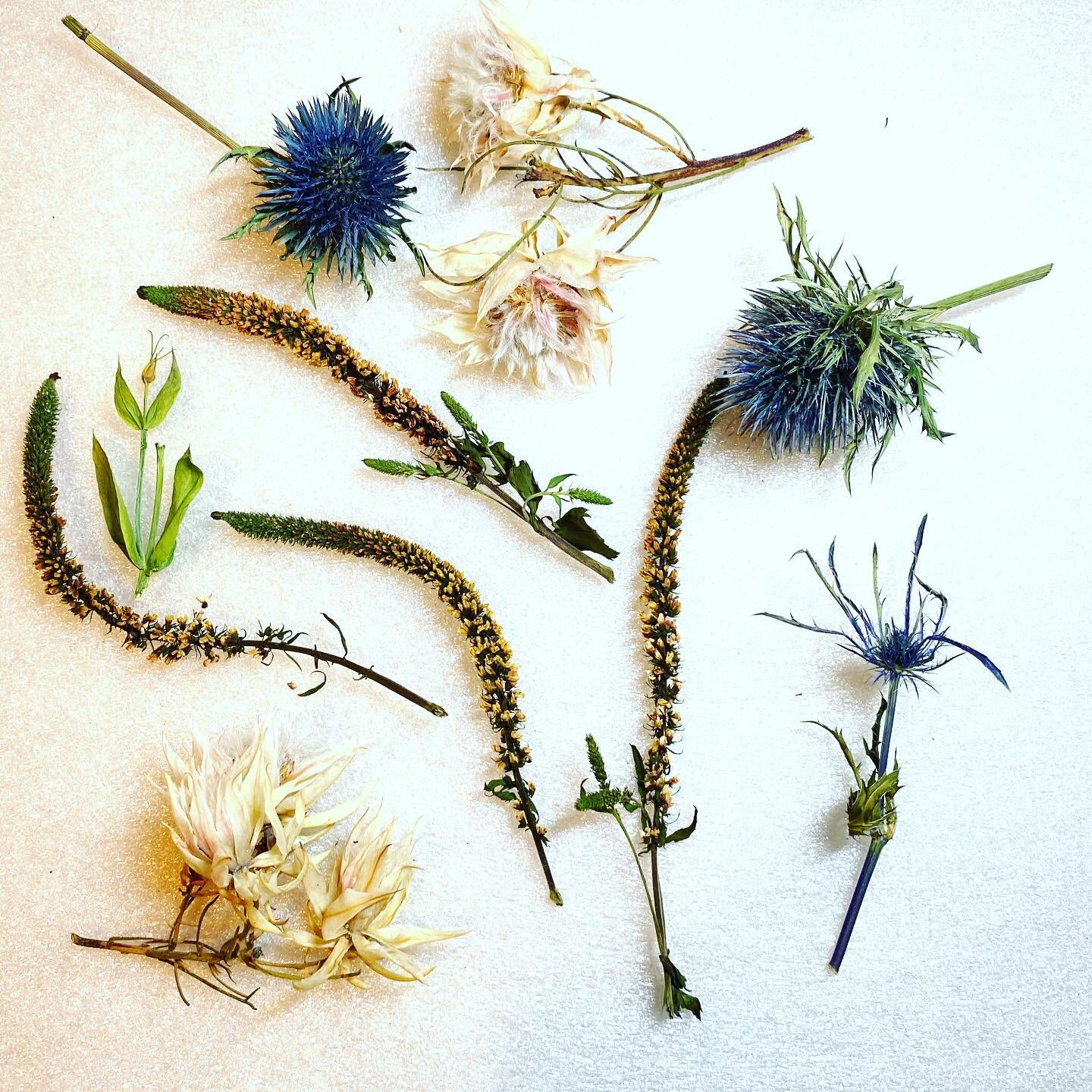 Fancy Thistles  #floralpreservation  #driedflowers #floralart  #thistles