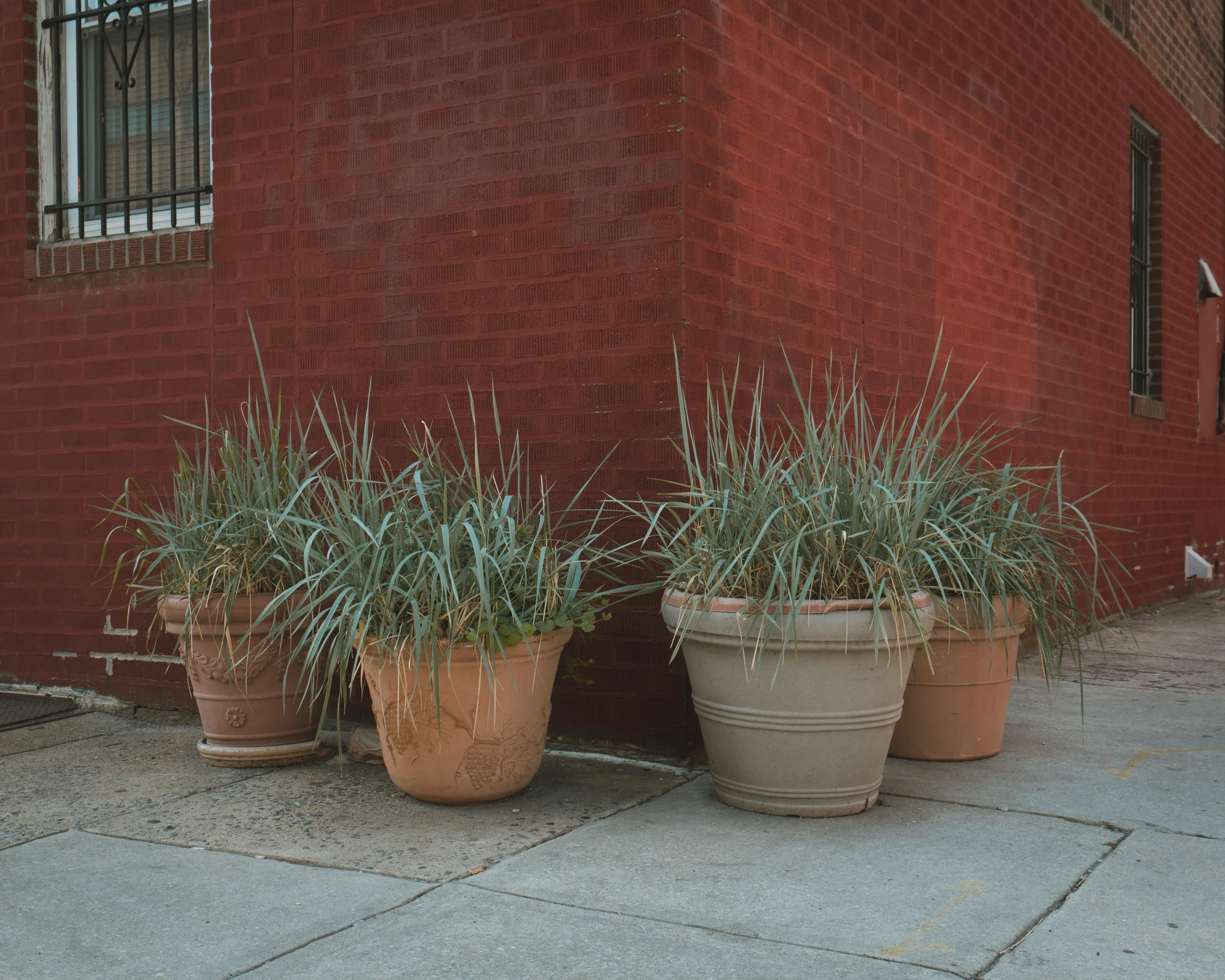 plants.jpg