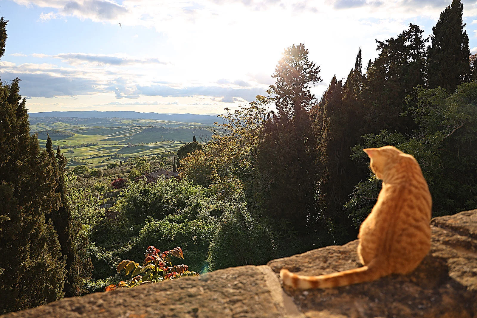 Kitty and a View