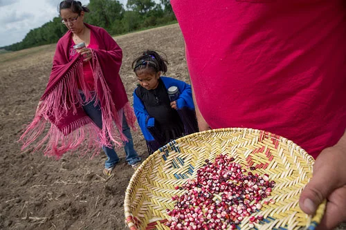 Amos Hinton carries a basket of sacred Ponka red corn to be used in the planting ceremony on the Tanderup farm. Photo by Mary Anne Andrei