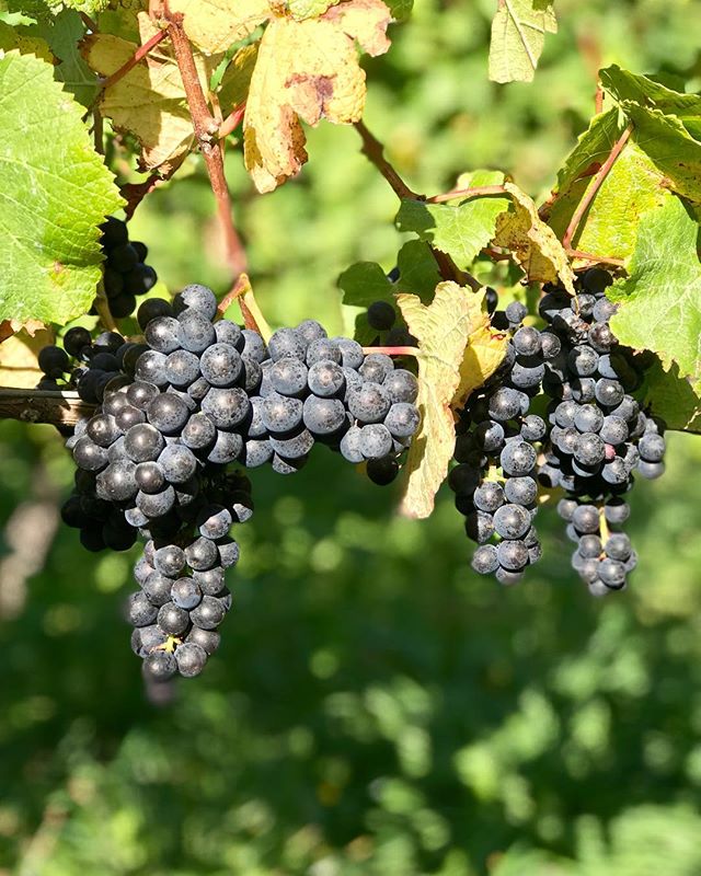 🍇 Harvest day on the @wardvalleyestate vineyard. Beautiful day for it! Some exceptional #pinotnoir grapes coming in.
.
#nzwine #nzv19 #wardvalley #marlborough #vineyard #winery #harvest #vintage #grapes #aswines