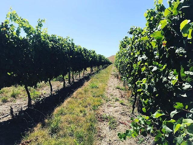 The Ward Valley Vineyard in great condition in the lead up to harvest! Estimated picking date is ~4th April 2020. We&rsquo;re one of the last vineyards in Marlborough to get picked due to how far south we are.