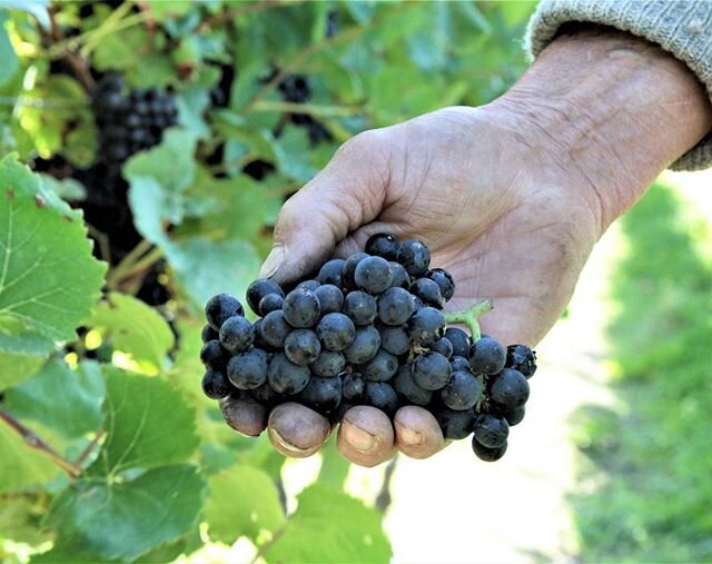 Harvest is well underway at Ward Valley.
.
#nzwine #wardvalleyestate #nzv2020 #nzv20