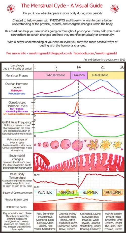 The Menstrual Cycle - A Visual Guide.jpeg