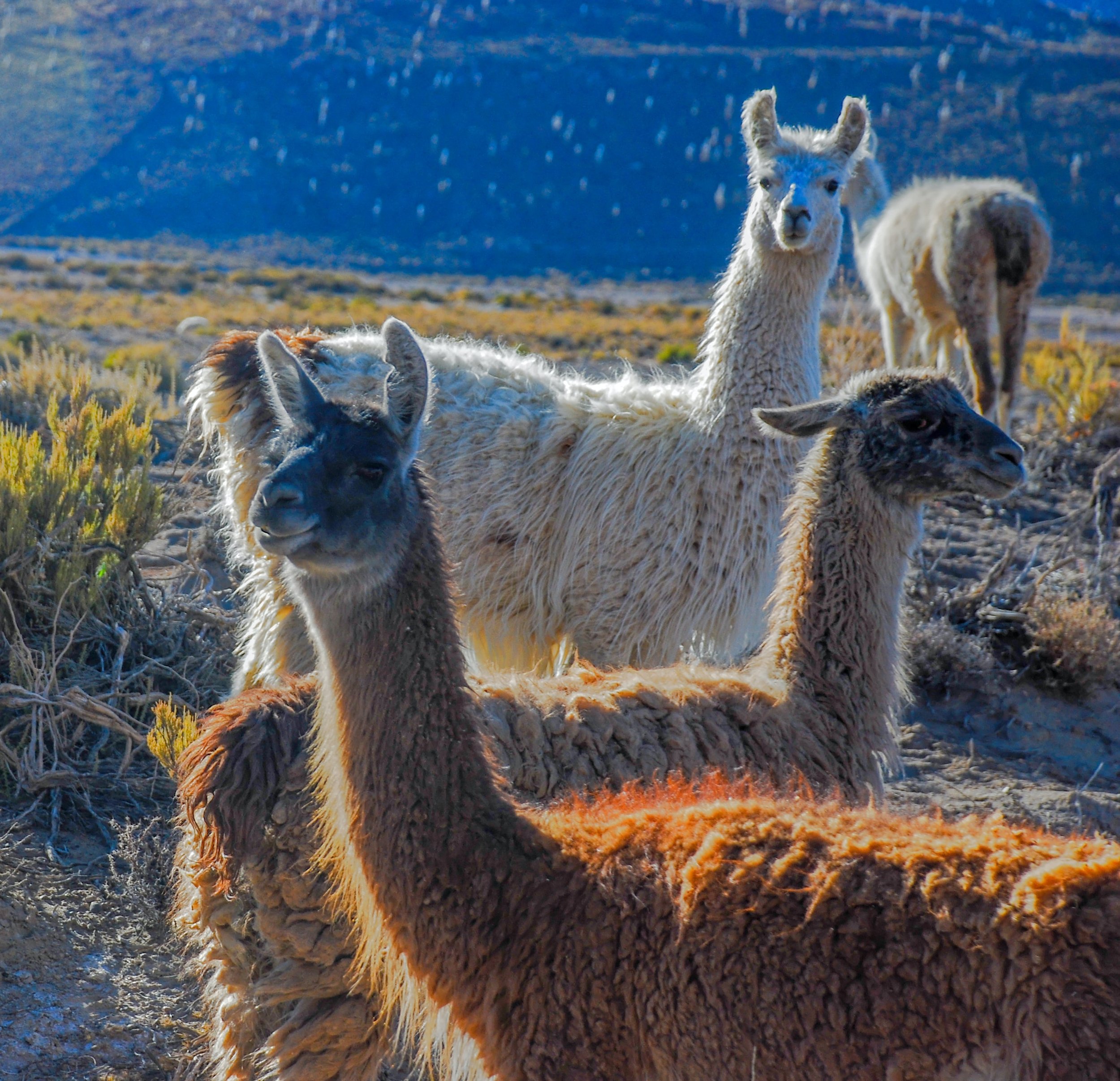 See llamas in their native habitat