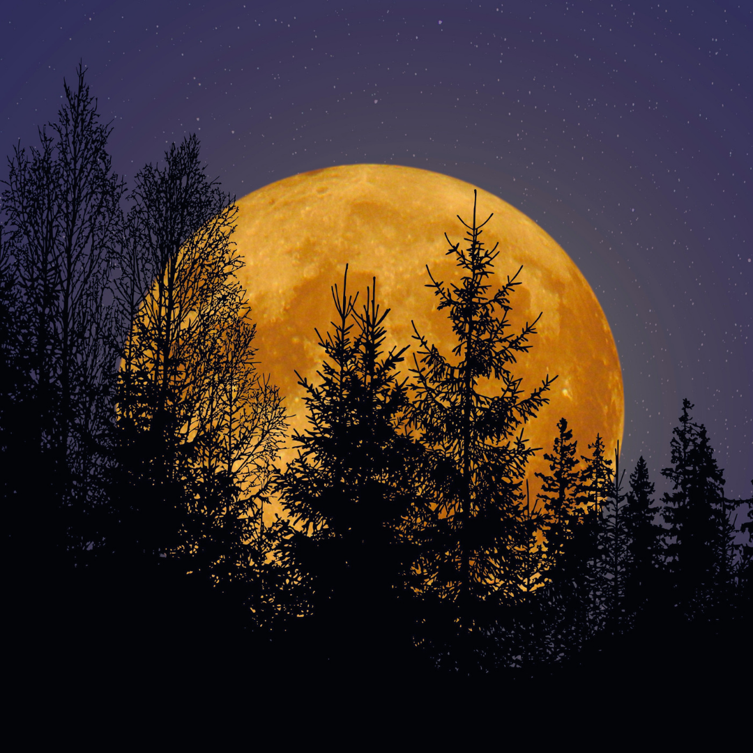 Women's Harvest Full Moon Healing Retreat Under the Redwoods