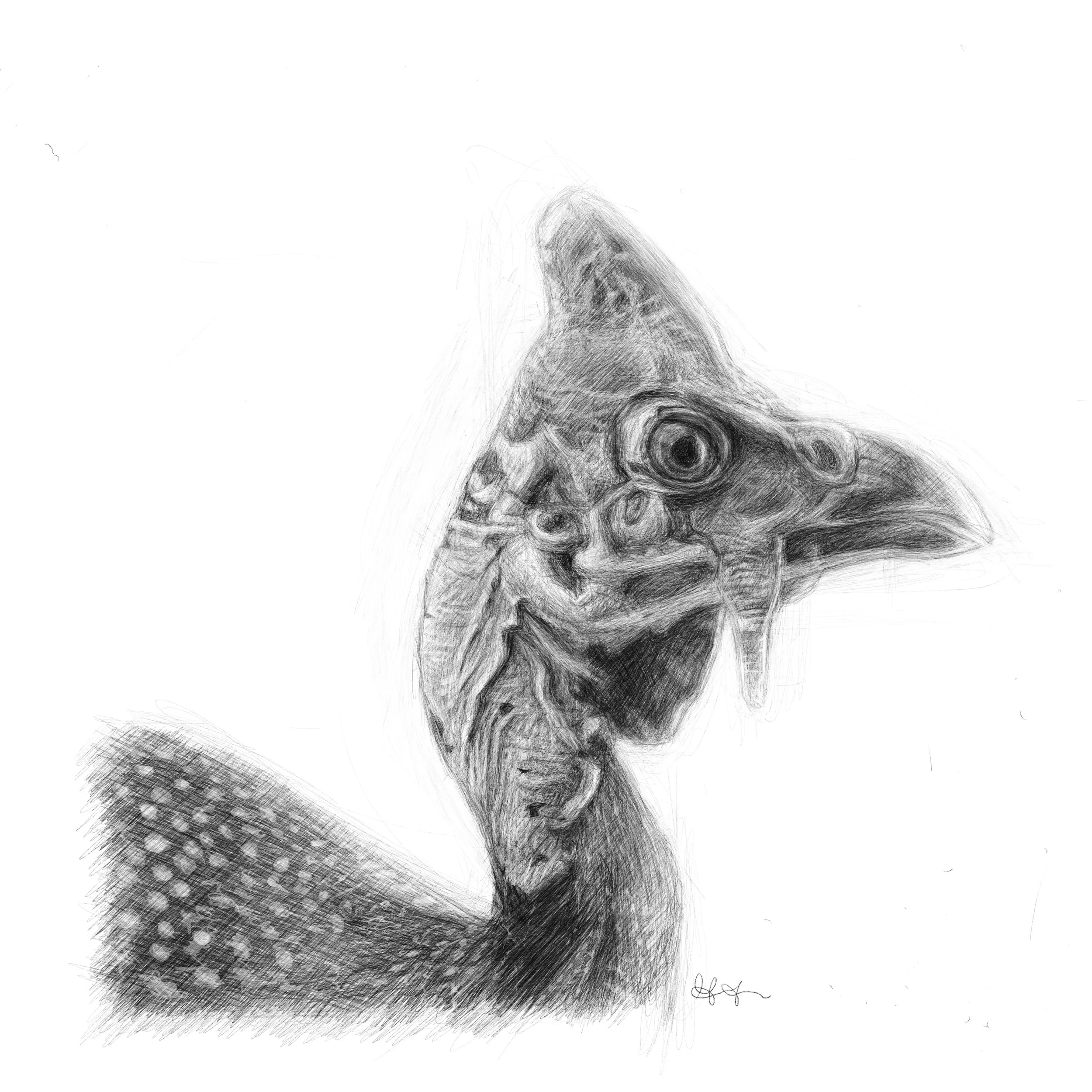 Bird2.jpg
