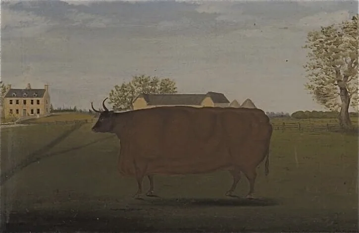 Painting of a Prize Cow in a Field, John Bradley 1827
