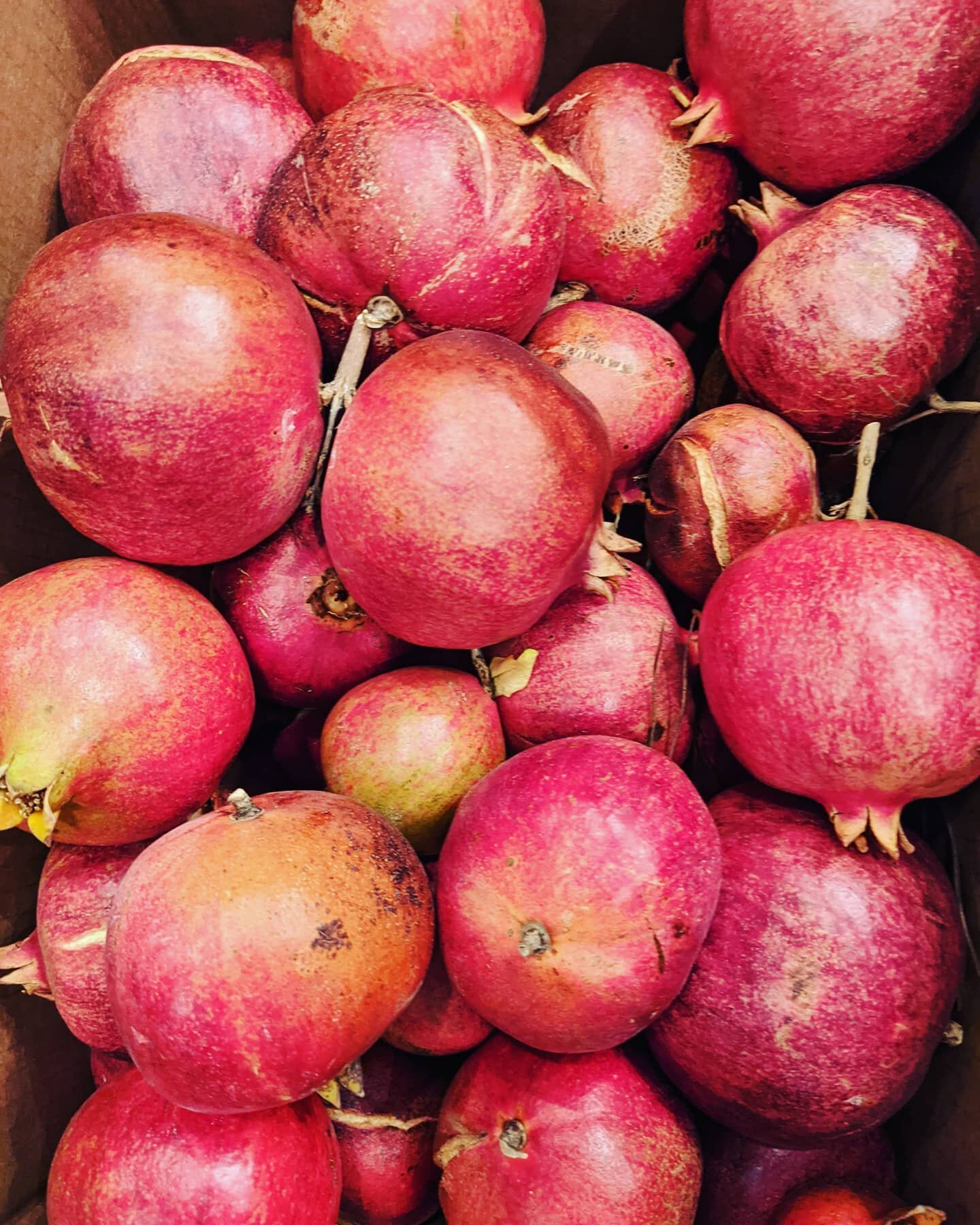 Freshly picked pomegranates. Just in time for the holidays

#farmtotable #organicfarming