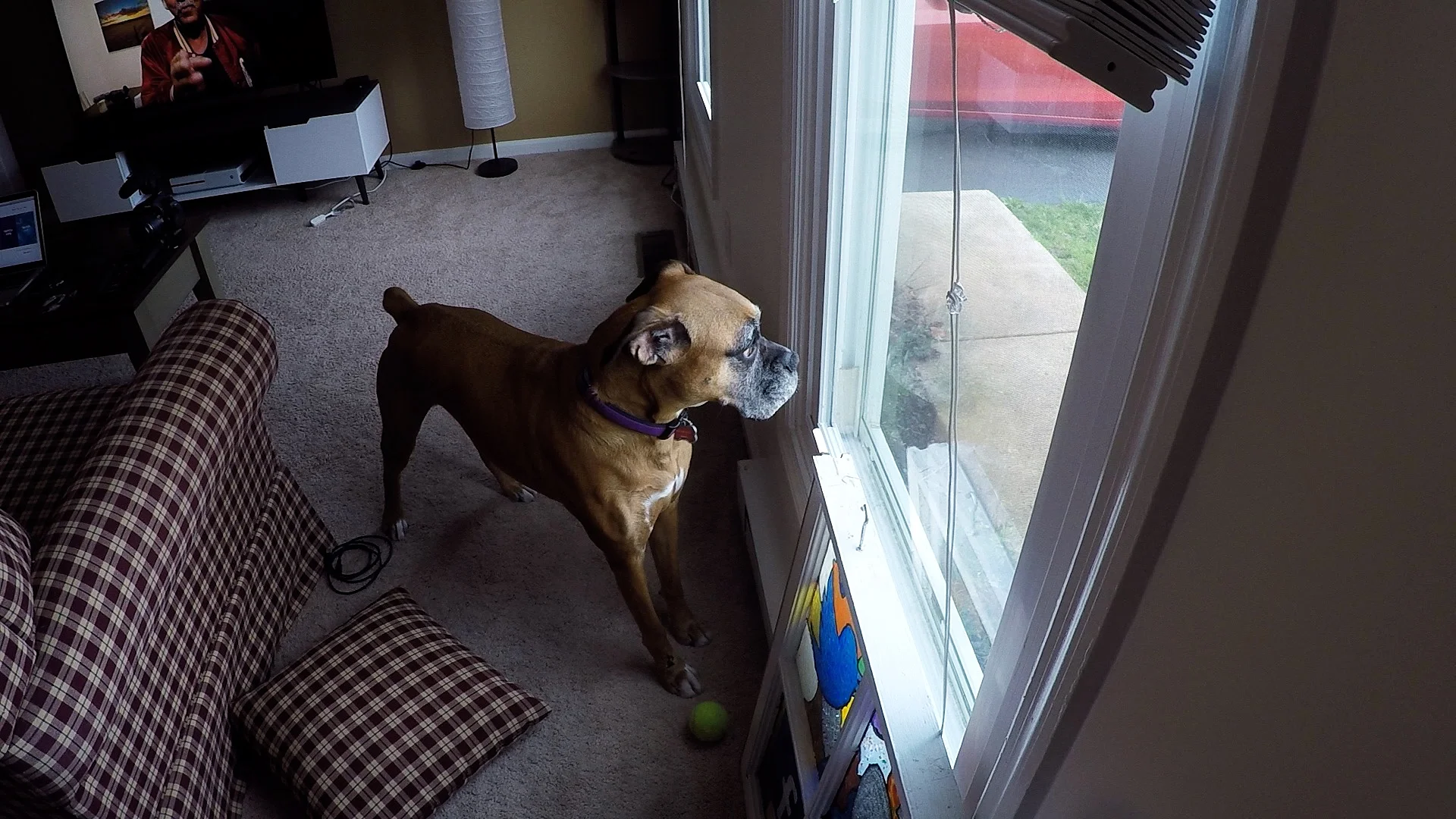 Week With Bailey
