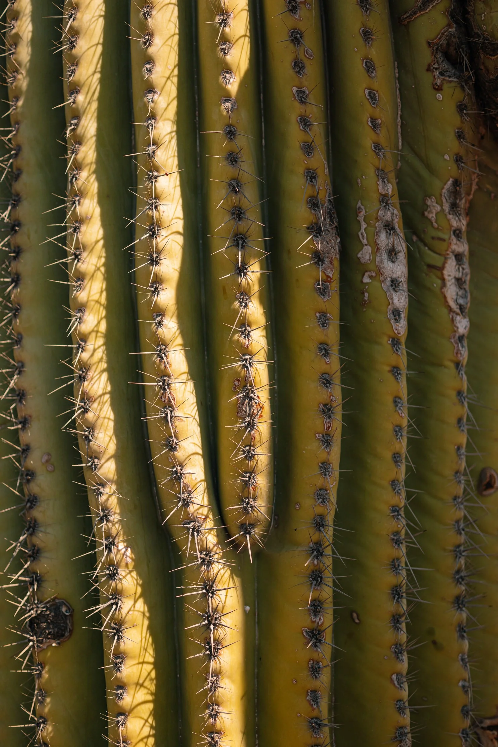 1_CHAPARRAL-PARK_AFAR_SCOTTSDALE_2019-6882.JPG