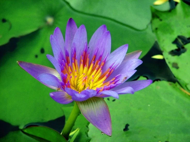 The Medicine of the Blue Lotus.