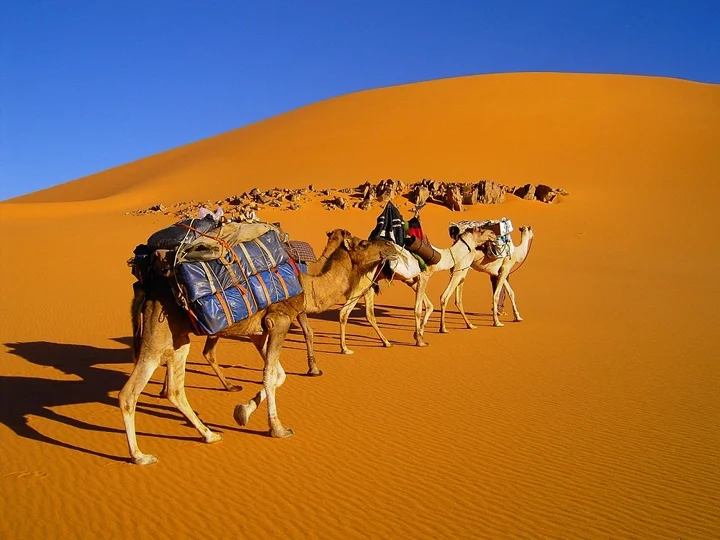 Libye-Caravane-chameaux-dromadaire-Sud-Libye-Sahara-Koufra-Maghreb-Afrique-de-Nord.jpg
