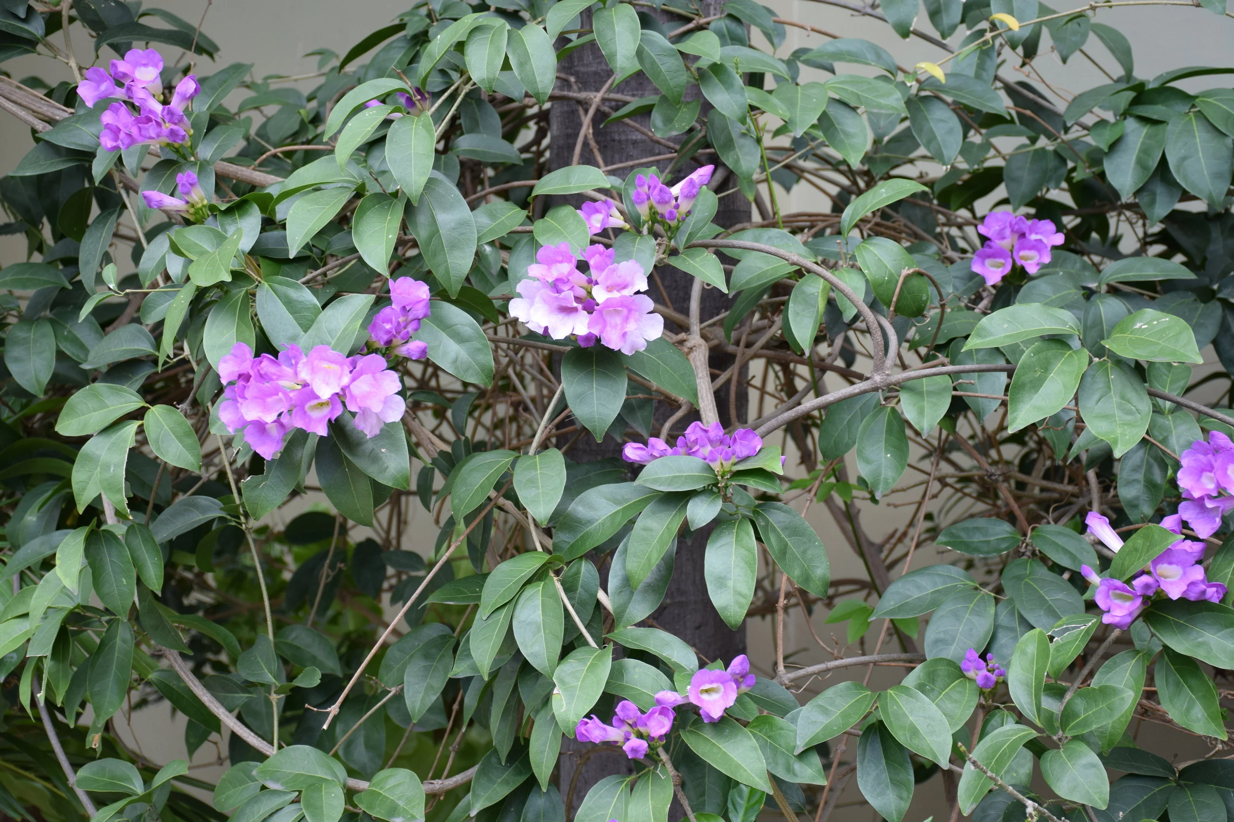 Transforming street children into world class chefs