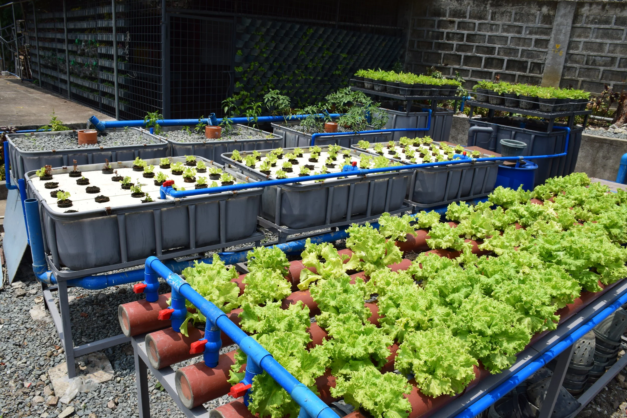 Training modules for three models of Aquaponics: 1. Media Bed (far back) 2. Deep Water Culture (middle) 3. Nutrient Film Technique (front tubes with lettuce growing on them)