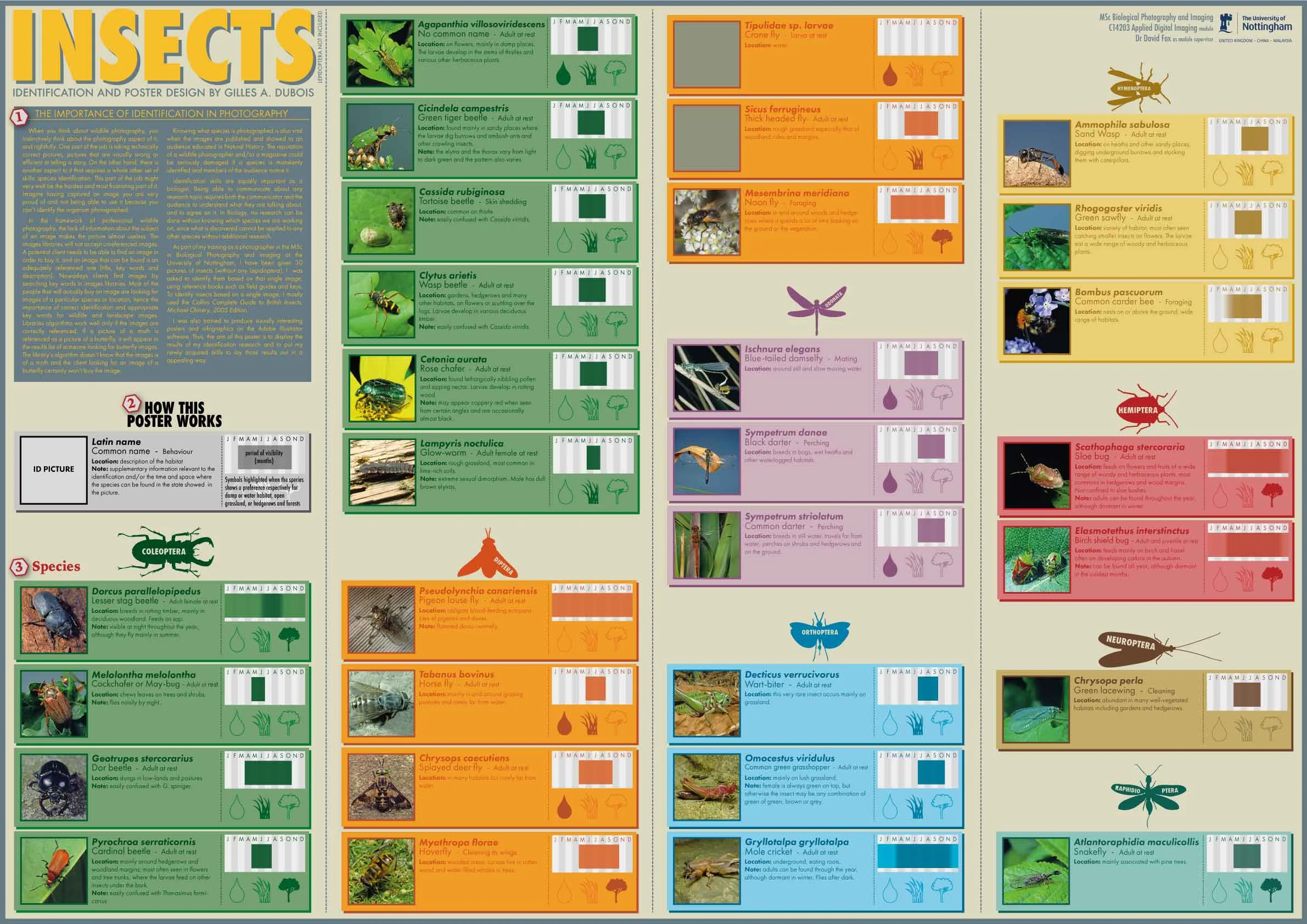Insectsgraphicforweb.jpg