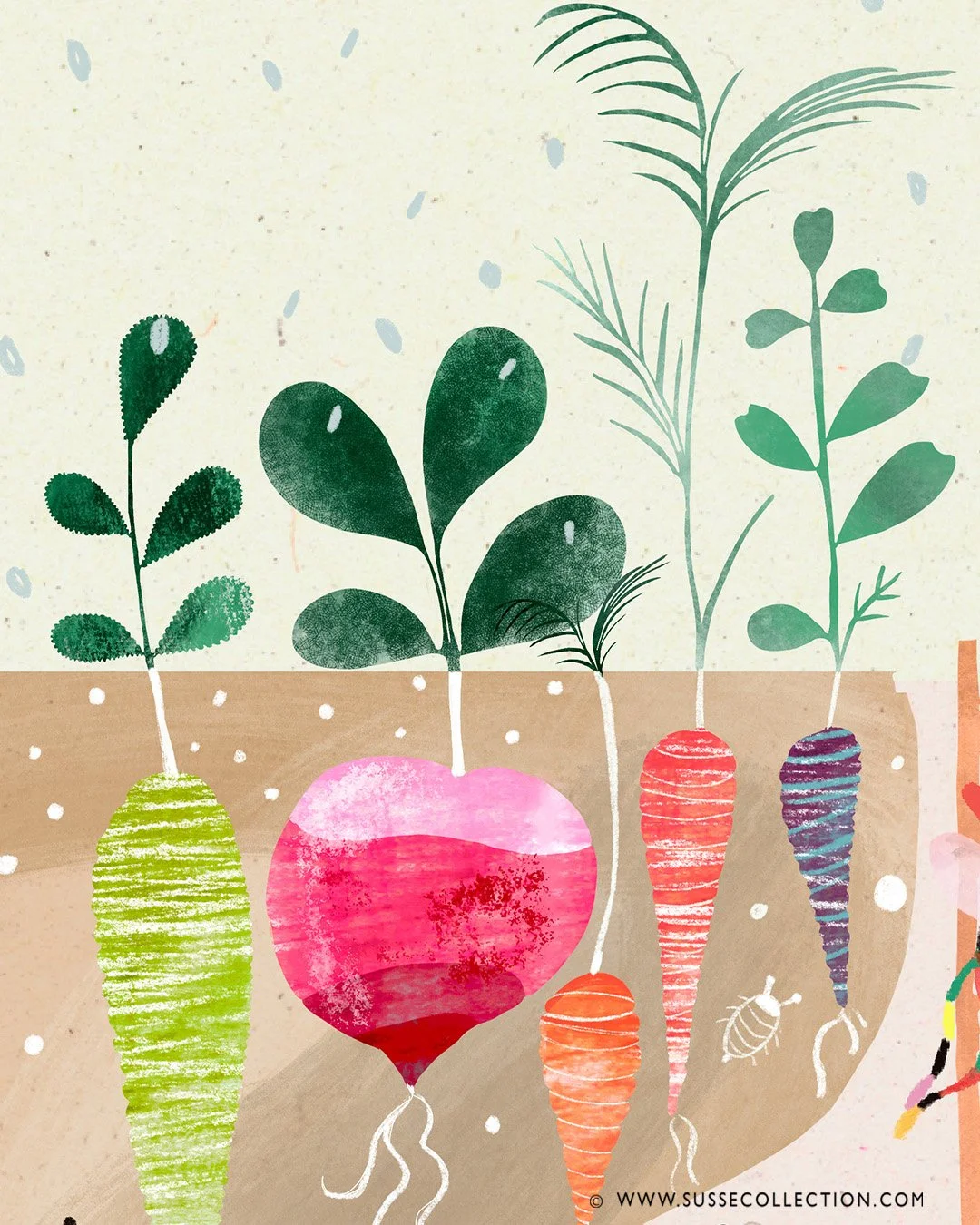 A photograph of an illustration of root vegetables by illustrator Susse Linton
