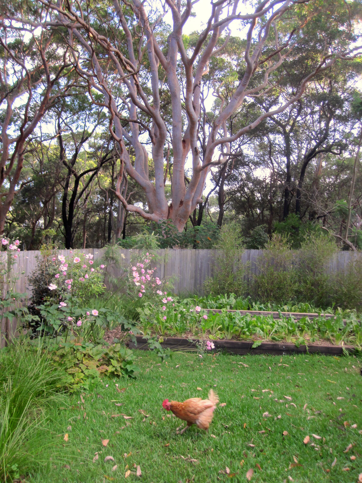 Permaculture garden