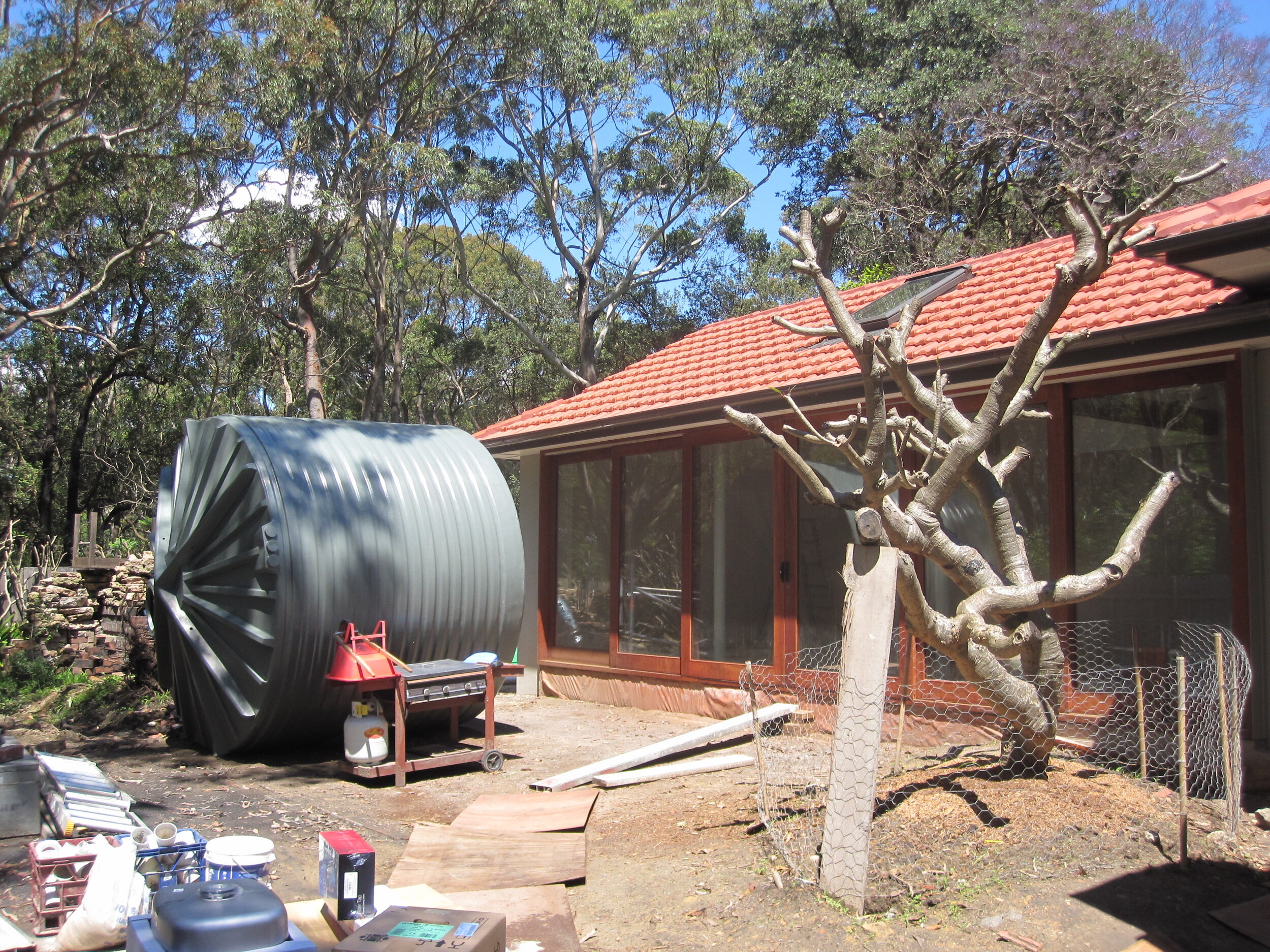 Transplanting old Fringipani tree