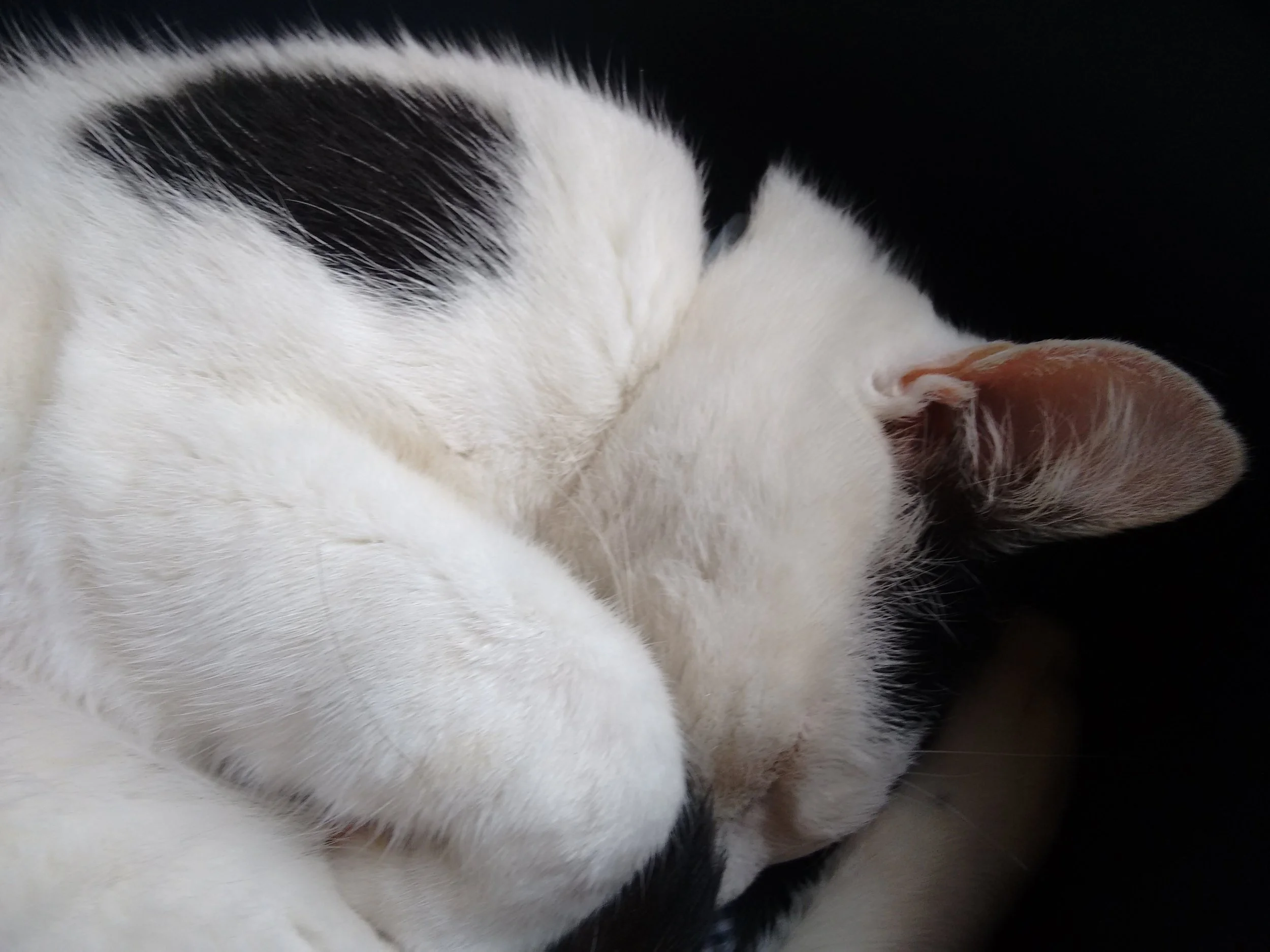 bincky 260110 3.jpg
