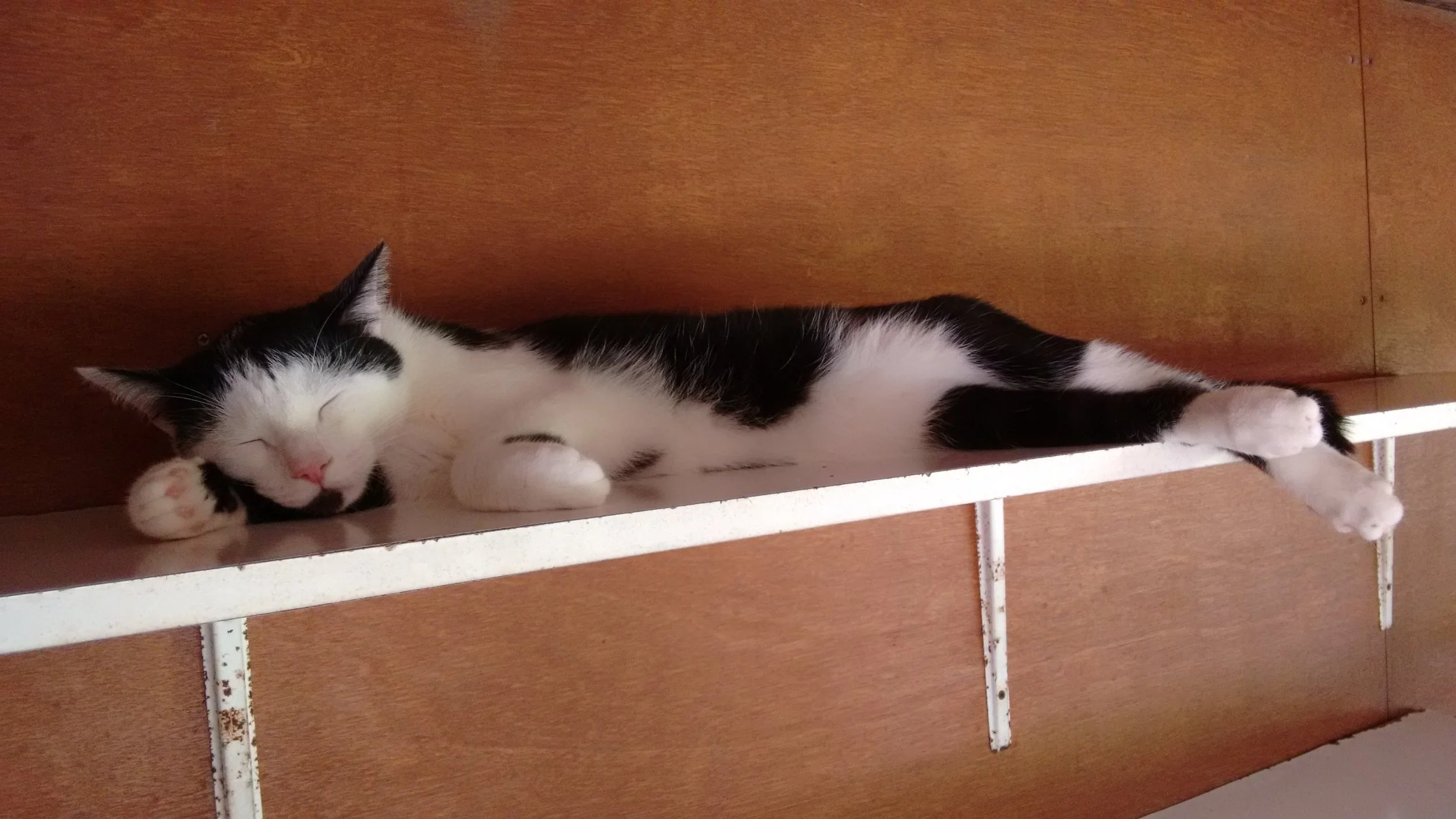 16 07 binkie 010814.jpg