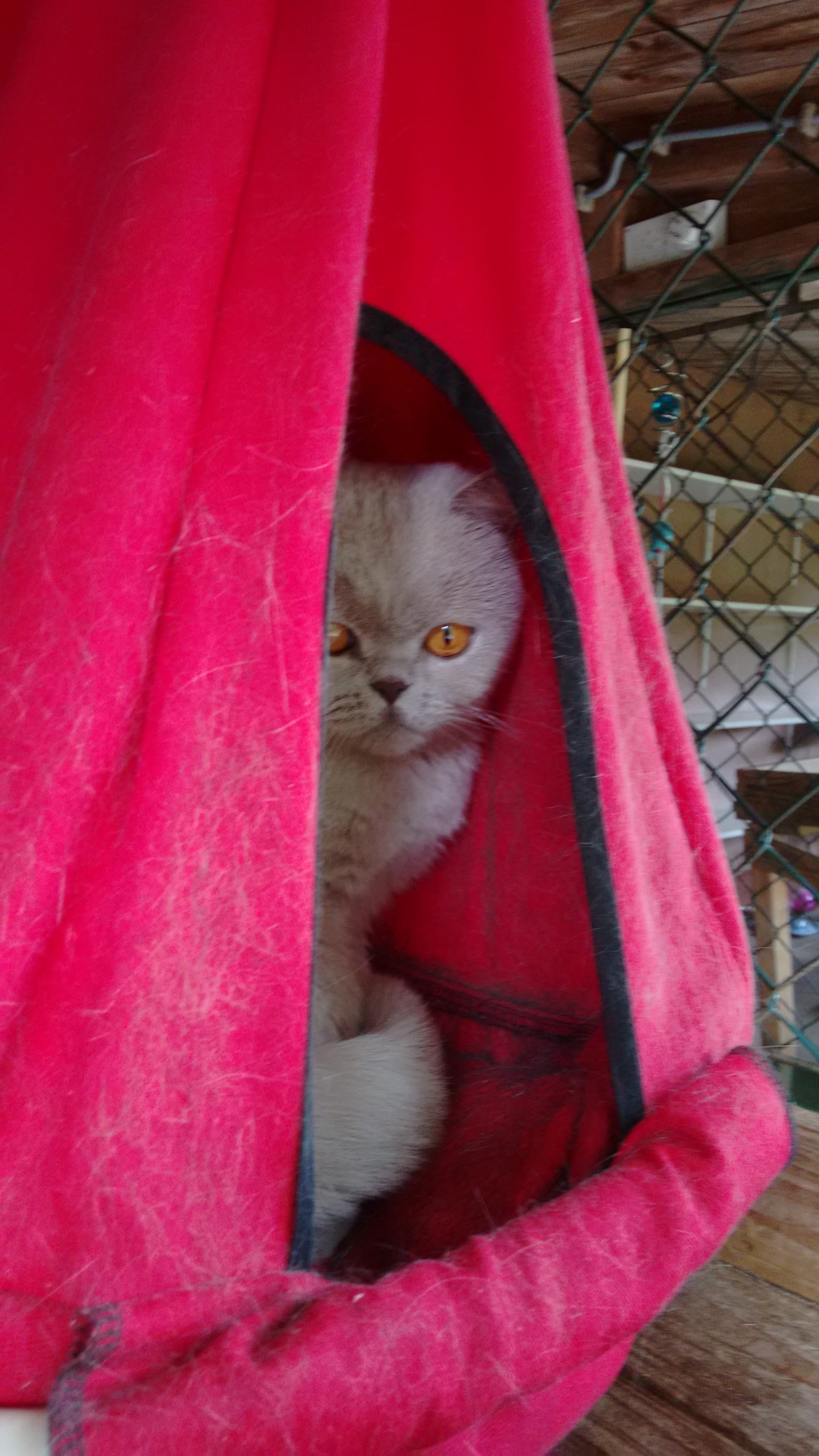 16 05 norah 030713b.jpg