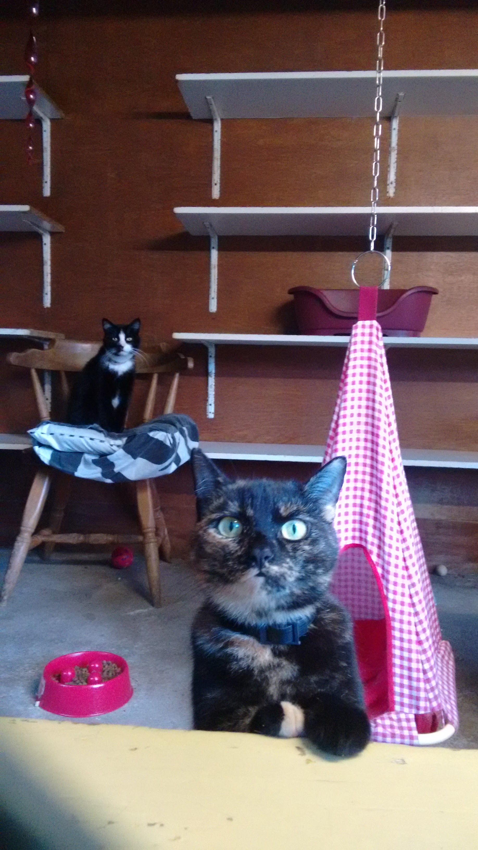 16 08 moos 040613 mollie 180413.jpg