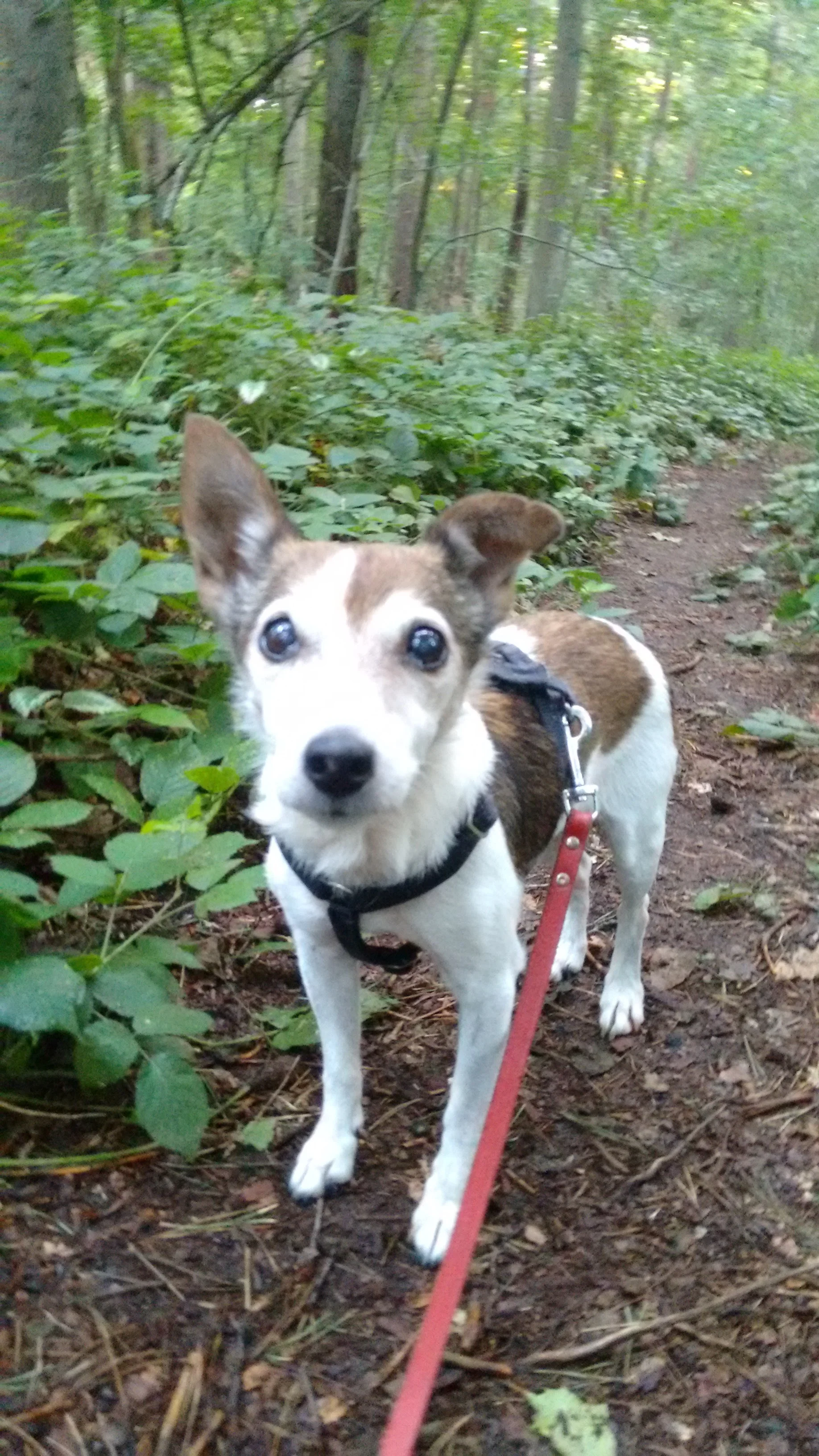 Agnes' dierenpension