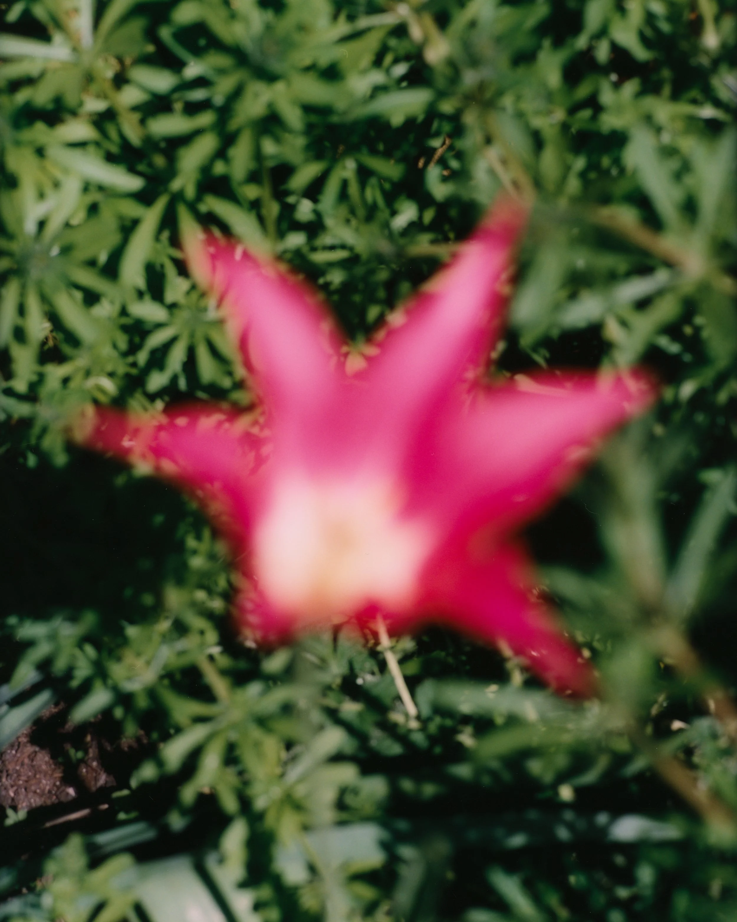 LIVJANKPRINTS (3).jpg