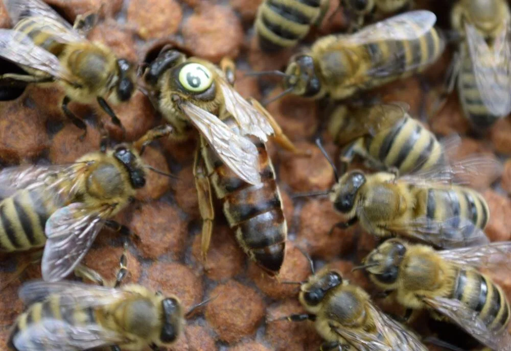 Breeder Queens — Latshaw Apiaries