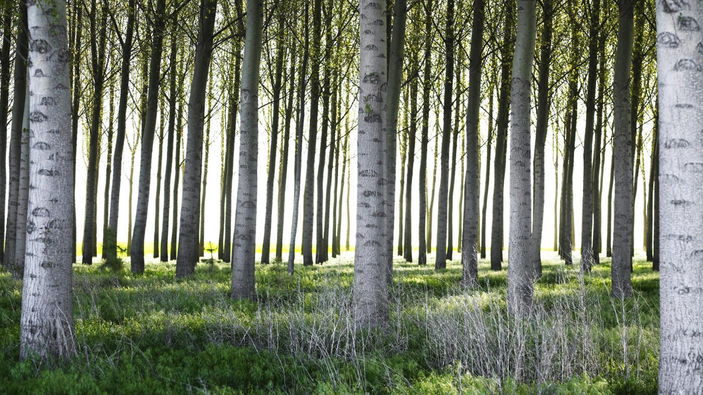 Poplar trees have an average age of 50 years and then they die out. The trees growth cycle is also one of the reasons it is used,