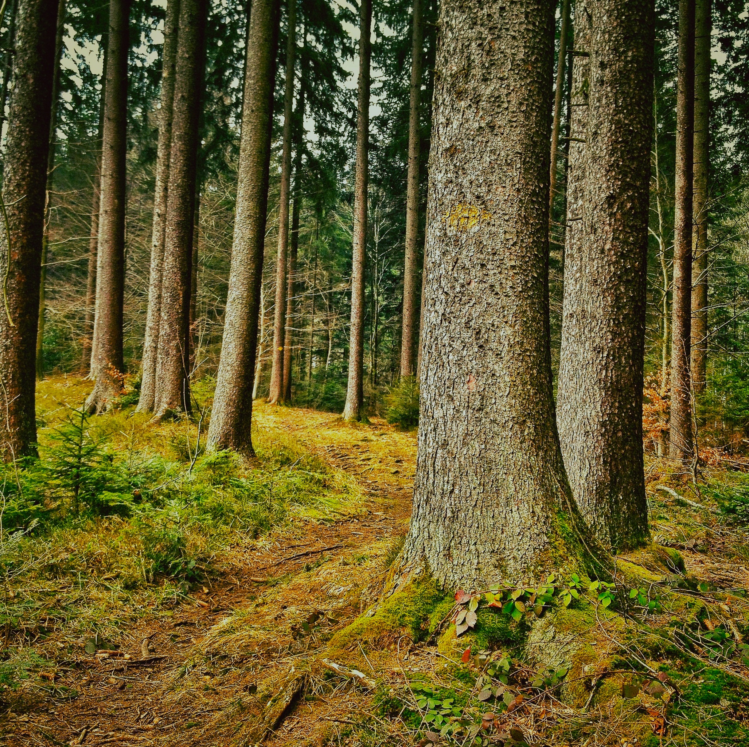 Mostly hardwood trees such as Poplar trees are used for the fabrication of the pulp.