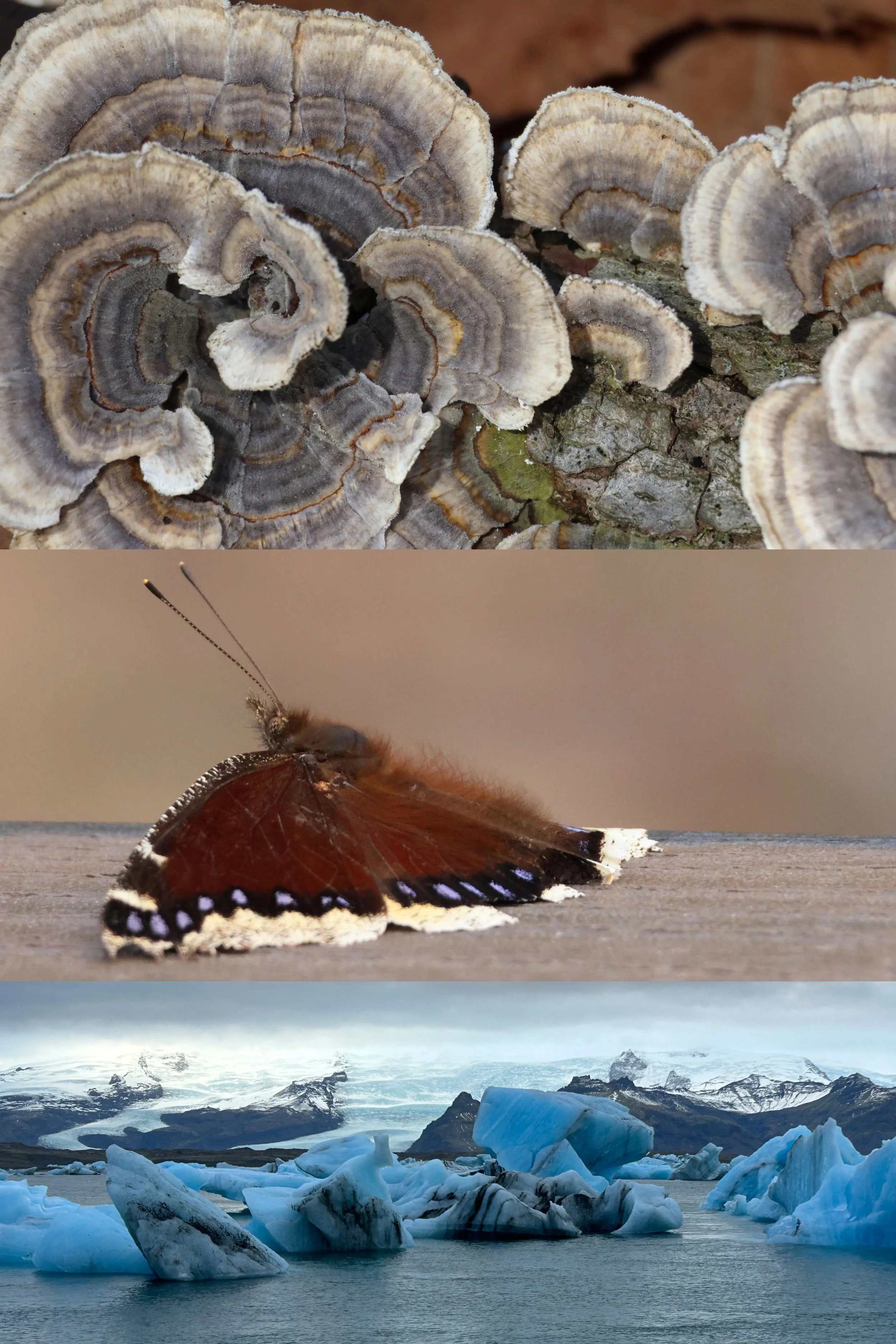 31. Mourning cloak lichen glacier - final - 8.27.26.jpeg