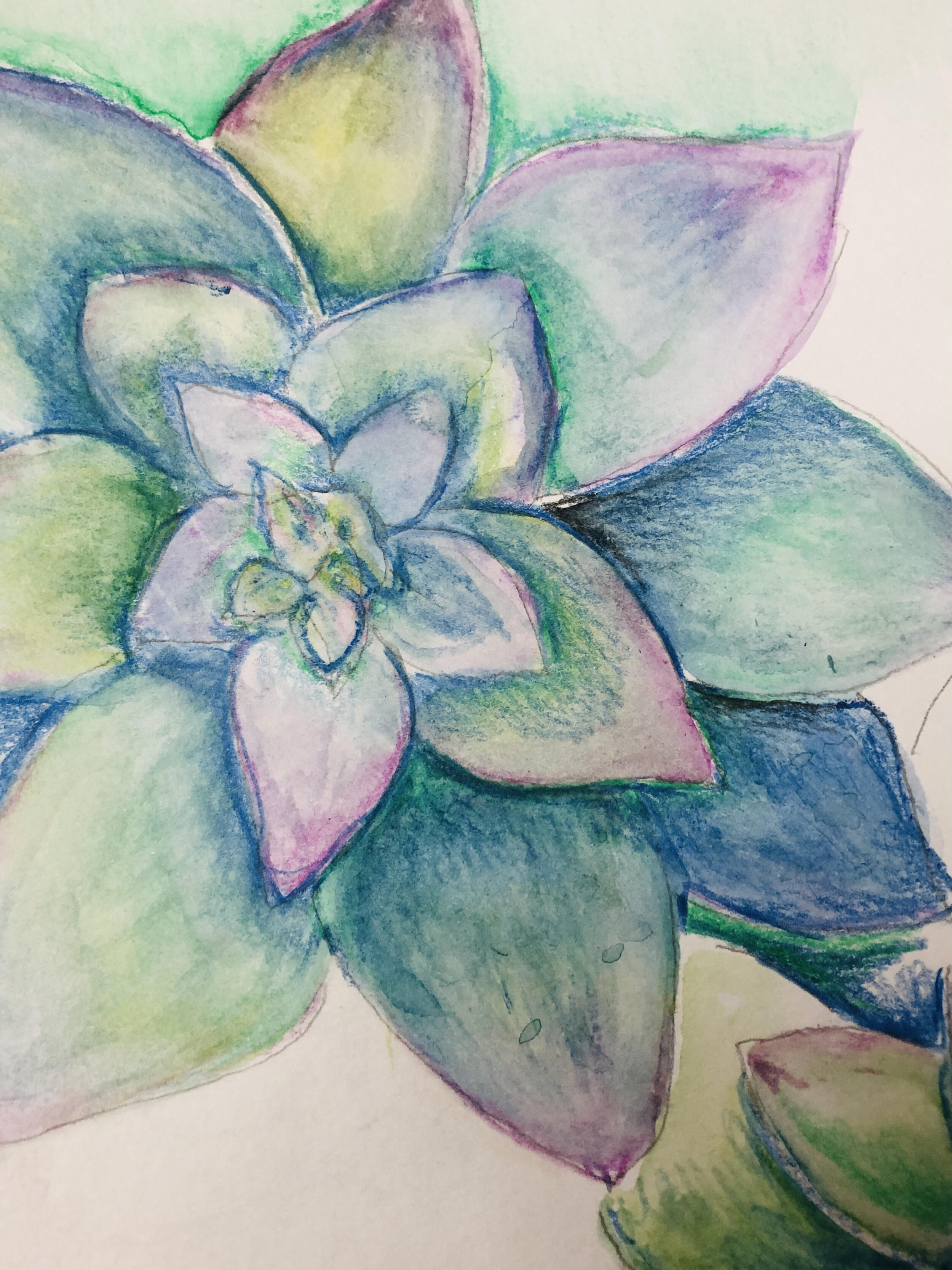 In-Person Sip &amp; Sketch Art Session: Summer Succulents