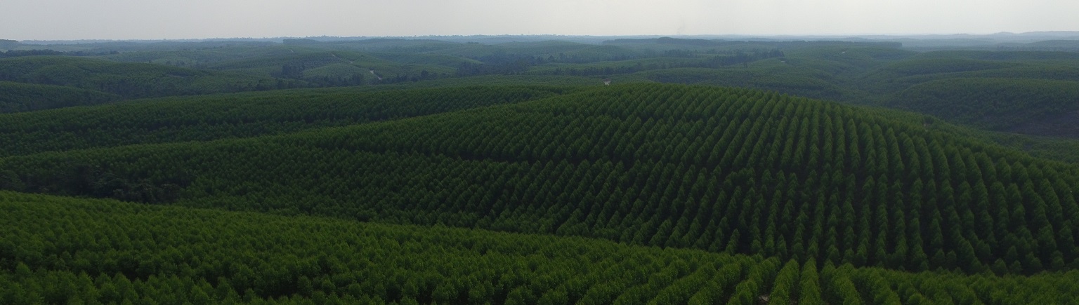 Forestry_Background_AgroRobotics.jpg