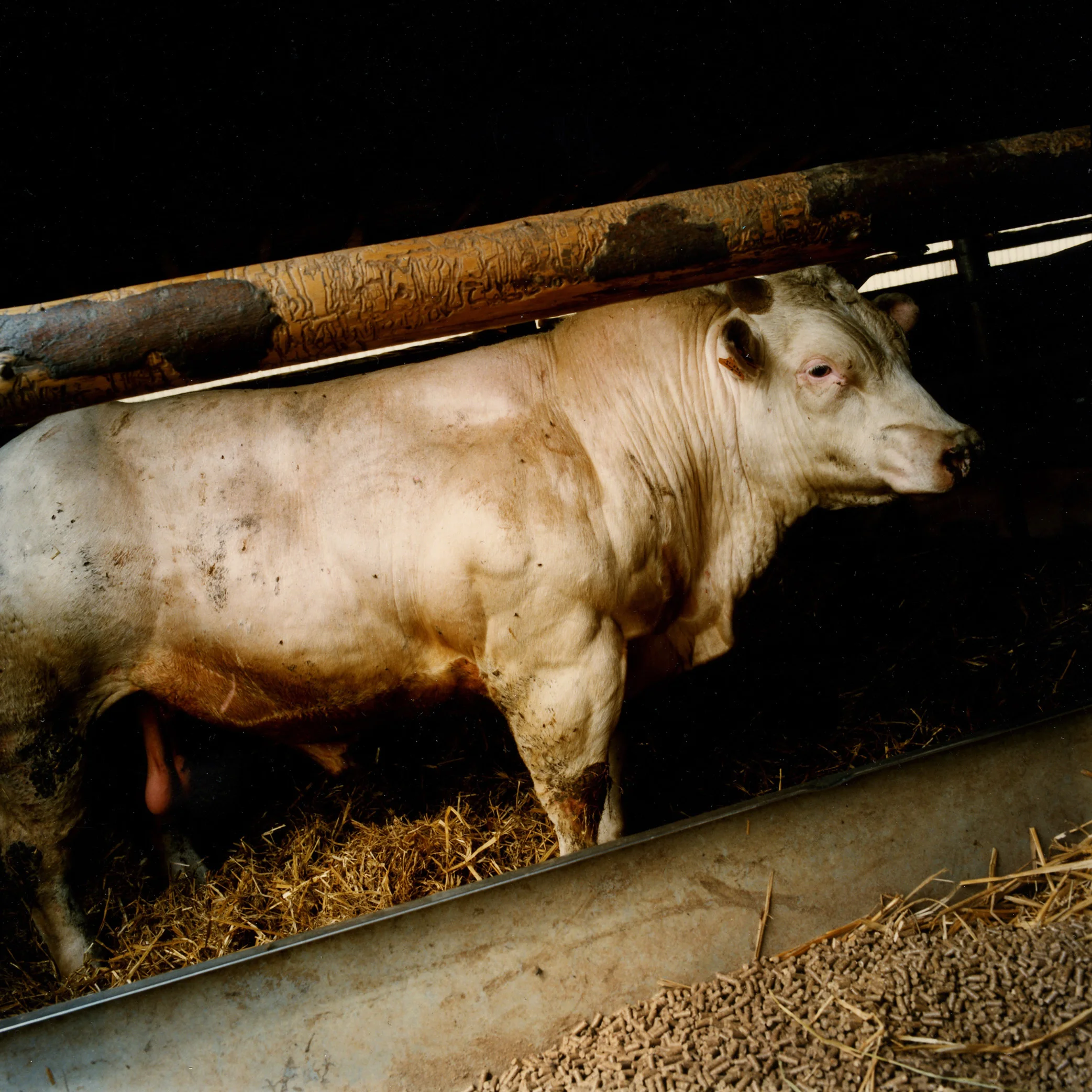 Taureau reproducteur dans un élevage au Luxembourg