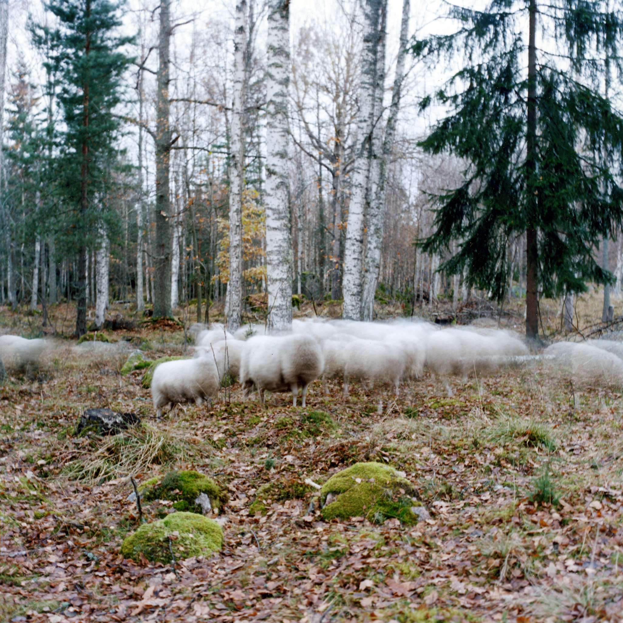  Troupeau de moutons dans un bois en Suède 