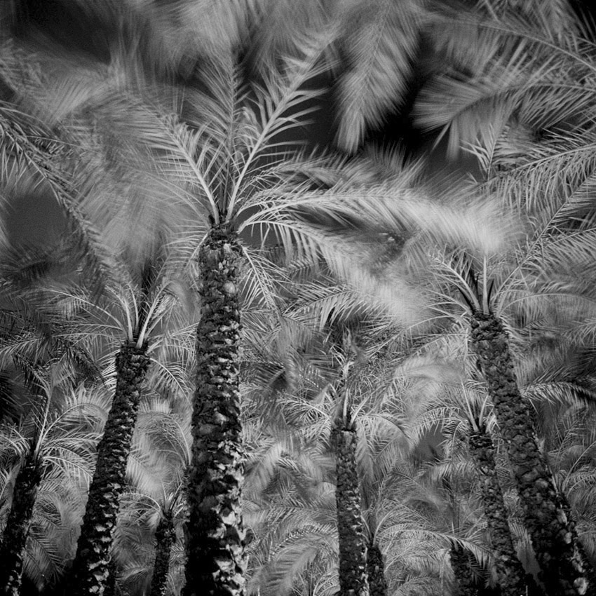  Plantation décorative de palmiers en espace vert à Jerusalem 