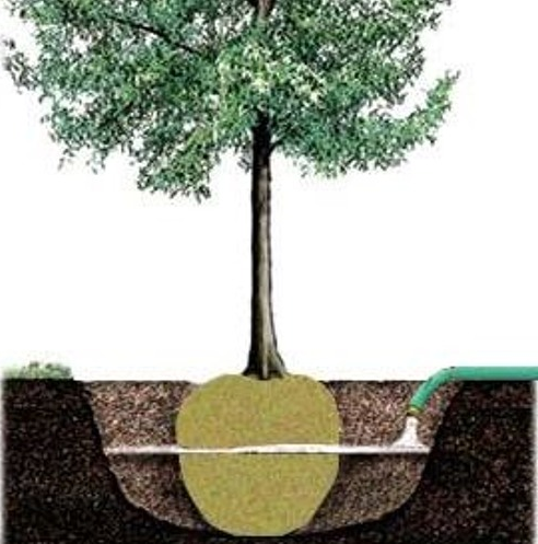 Transplanting Know How episode artwork