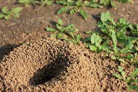 Ask The Expert: Fire Ants episode artwork